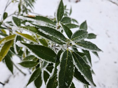 Quercus myrsinifolia dub bambusový